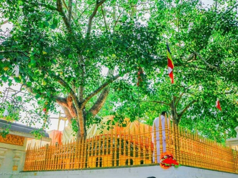 Jaya Sri Maha Bodhi Tree
